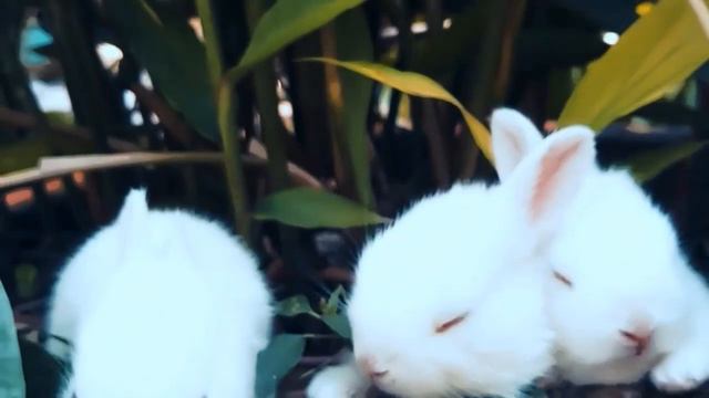 Why Is My Pet Rabbit Sneezing So Much?