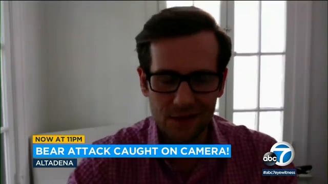 Bear attack caught on camera: Man bitten by cub while celebrating July 4th on Mount Wilson| ABC7 смотреть онлайн
