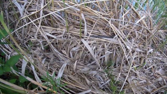 GitUp Git2 Třemešek   úžovky