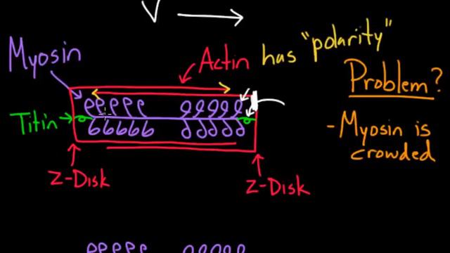 Frank-Starling mechanism | Circulatory system physiology | NCLEX-RN | Khan Academy смотреть онлайн