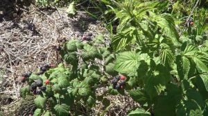 ЧЕРНАЯ МАЛИНА  БРИСТОЛЬ