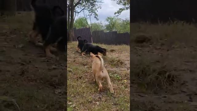 Symiko.ru | Щенок Пола ищет дом. Отдаем бесплатно. Собаки в дар в добрые руки. смотреть онлайн