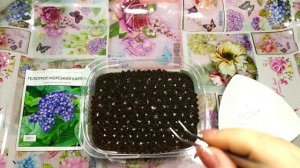 ?#Гелиотроп. #Посев семян на рассаду.