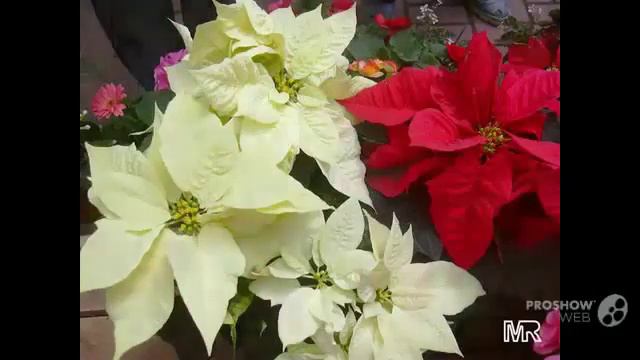 Цветы Пуансеттия (Poinsettia flower) смотреть онлайн