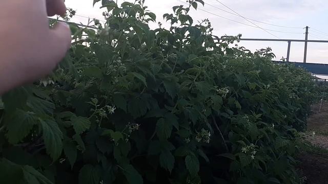 Летние работы на малиннике смотреть онлайн