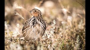 охота на перепела 2023