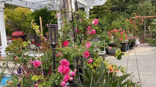 #9 Pretty In Pink #Edenrose #rosegarden #climbingrose смотреть онлайн