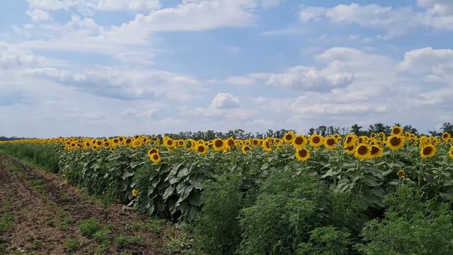 Велопрогулка. Река Левый Бейсужёк. Поле подсолнечника смотреть онлайн