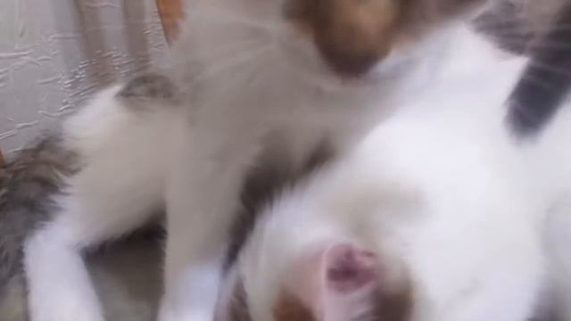 Милые котята мурлыкают! Отдадим в добрые руки, Нижний Новгород. смотреть онлайн