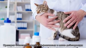 Чем промыть глаза котенку: варианты средств обработки