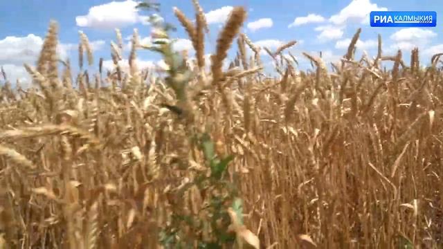 Аграрии республики готовятся к уборке урожая смотреть онлайн