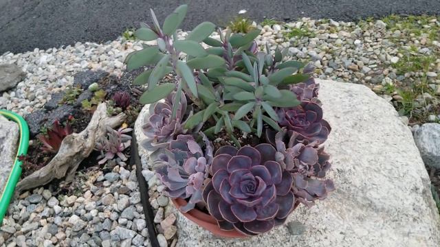 Purple Beauties смотреть онлайн