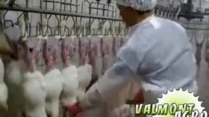 Убой кроликов промышленный