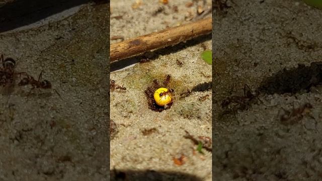 Муравей ГИГАНТ-самый крупный муравей Муравьиный футбол ФИНАЛAnt GIANT-the Largest Ant Football FINAL