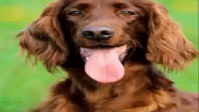 Jack Russel Terrier Potty Training Tips смотреть онлайн