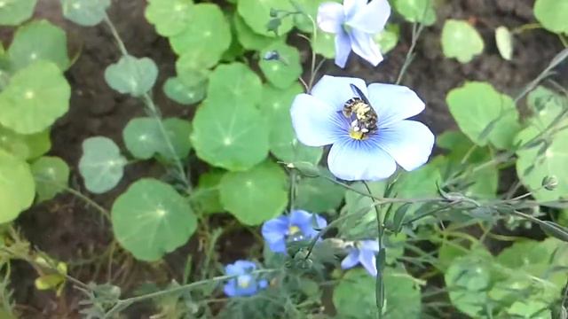 Лен голубое озеро смотреть онлайн