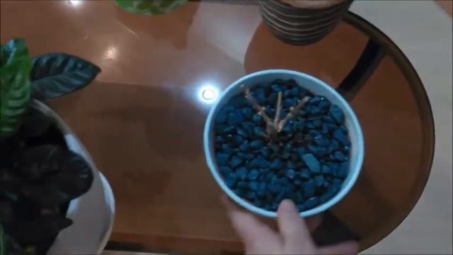 Пересадка цветов после покупки. Хамедорея, Гардения. Хризантема.Эксперимент. Часть 3 смотреть онлайн