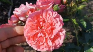 Обрезать розу или нет. РОЗАРИУМ ЮТЕРСЕН / ROSARIUM UETERSEN. Мешки с компостом и цукинями.20.07.202