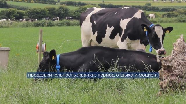 Мониторинг Охоты у Коров смотреть онлайн