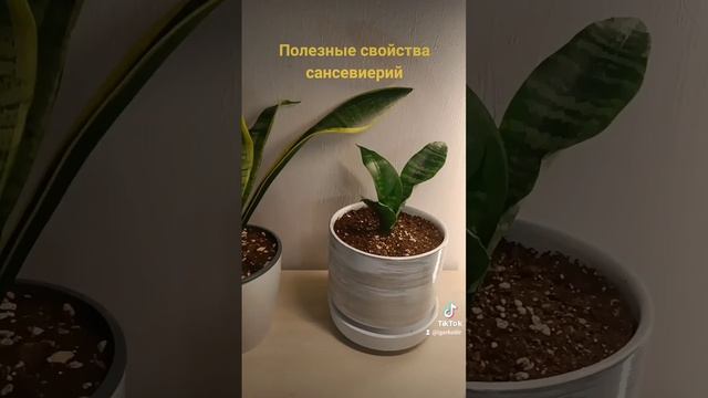 Полезные свойства сансевиерий. смотреть онлайн