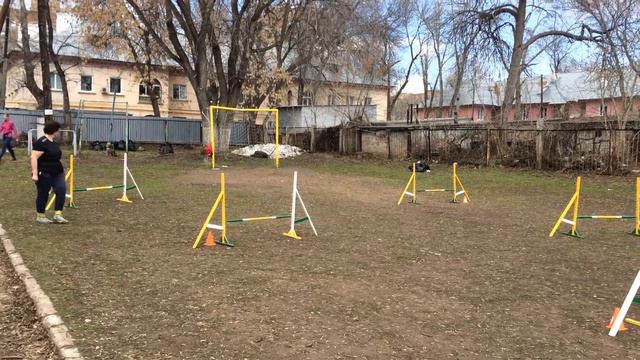 Аджилити Тольятти - ВолгаДогСпорт_Квалификация Самара 29.04.2018 Рылеев смотреть онлайн