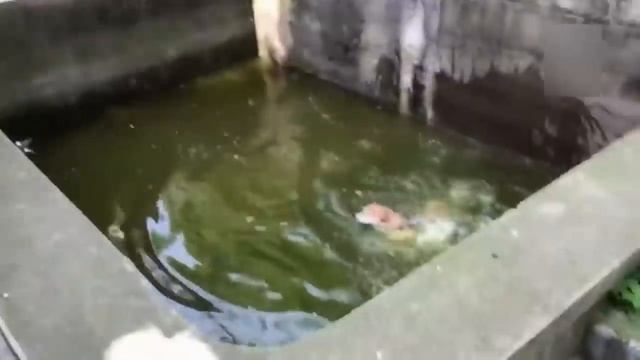 Опять коты чудят. Веселые видео подборка с кошками. смотреть онлайн