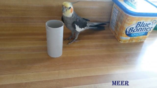 Смешные попугаи #1 | funny parrots смотреть онлайн