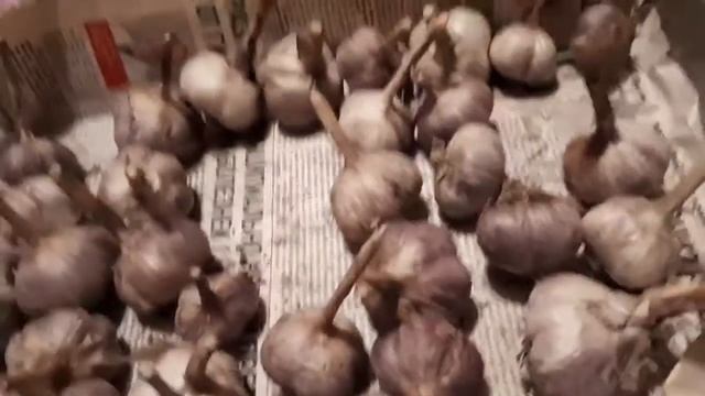 Мой отбор озимого чеснока для посадки. смотреть онлайн
