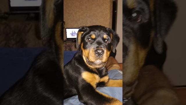 ратвейлер 1-4 месяцев смотреть онлайн