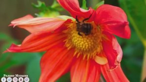 Безумно красивая восточная музыка!