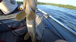 Рыбалка на Ладоге, Назия, бух. Петрокрепость, Щука, Окунь, Чайка