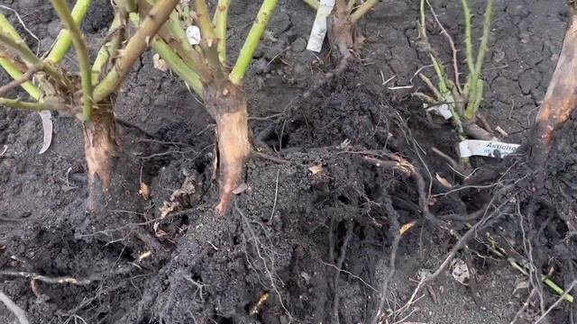 Отправки закончены!! 👏👏Доп. каталог??? Рамблеры 🌹и подвой🌱 смотреть онлайн