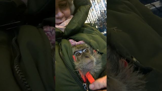Вечерняя прогулка 31 декабря на электровелике по Алматы с обезьянкой#fyp #stylishmonkeys #monkey