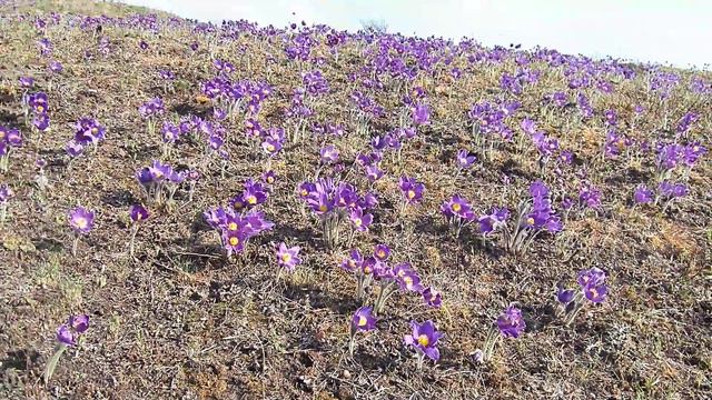 сон трава, pulsatilla patens 2017 смотреть онлайн