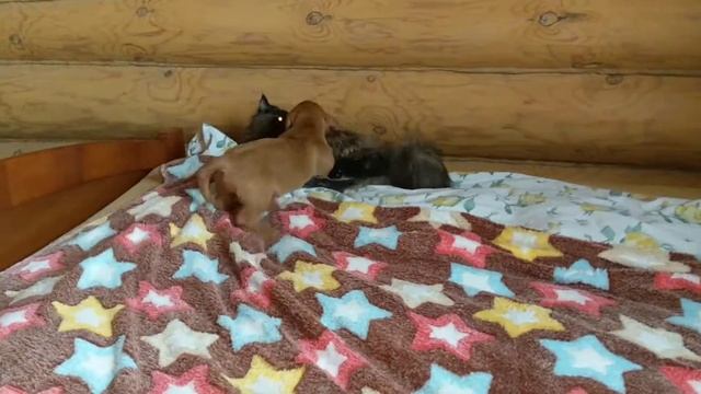 Рыжий бретонский бассет 2.5 мес смотреть онлайн