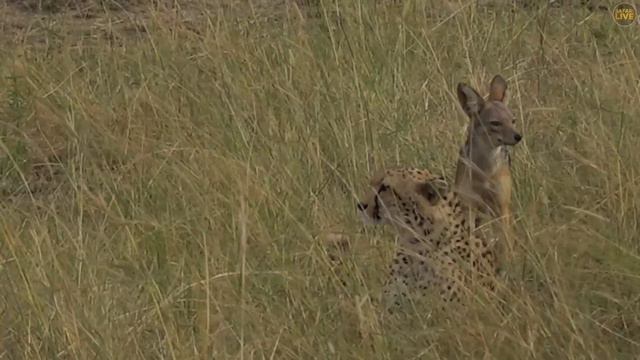 The jackal смотреть онлайн