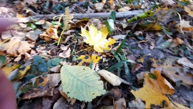 Собираю опята первый раз, шок, два ведра за час, золотая осень смотреть онлайн