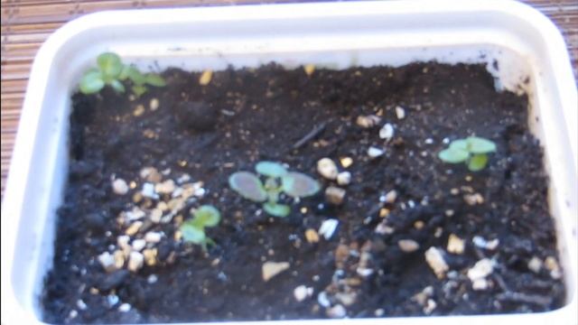 'Рассада цветов и новые посевы 9 марта 2021 г. смотреть онлайн