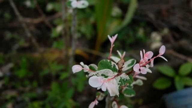 Jatropha Podagrica Flower, Strawberry Flower and more... смотреть онлайн