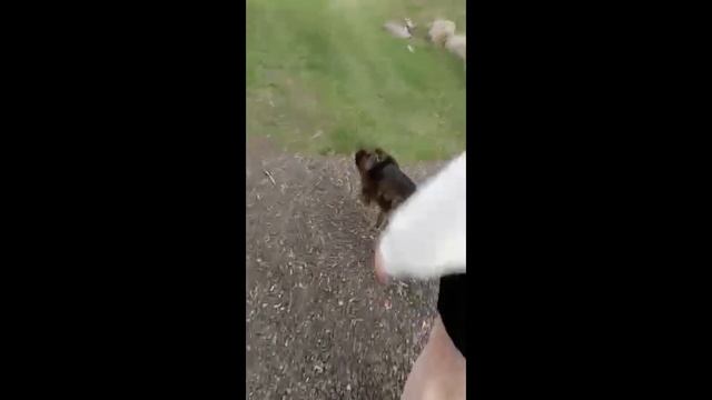 Обрели дом в 2017 году и живут в семьях / Приют для собак г Ефремов смотреть онлайн