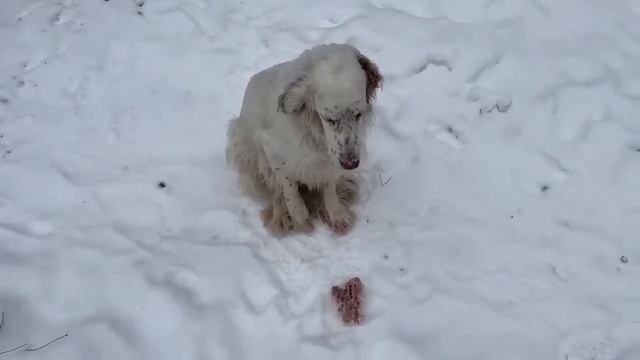 Алиса - Лиса / Прикольные Моменты с Алисой ч. 352/ Alice the Fox смотреть онлайн