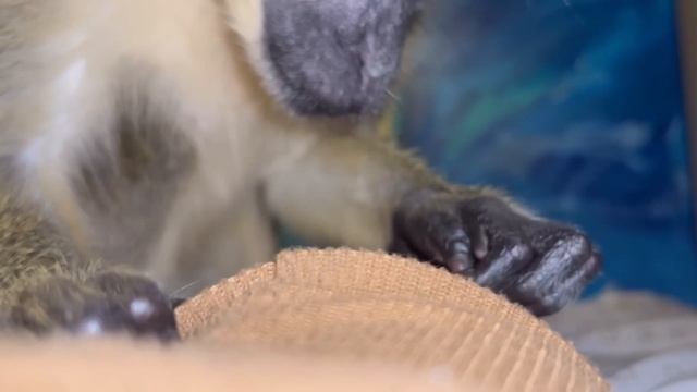 ASMR Monkey |RARE| Grooming Relaxing Sleep Satisfying
