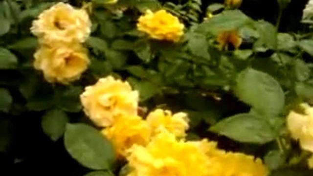 Julia Child Floribunda Roses смотреть онлайн