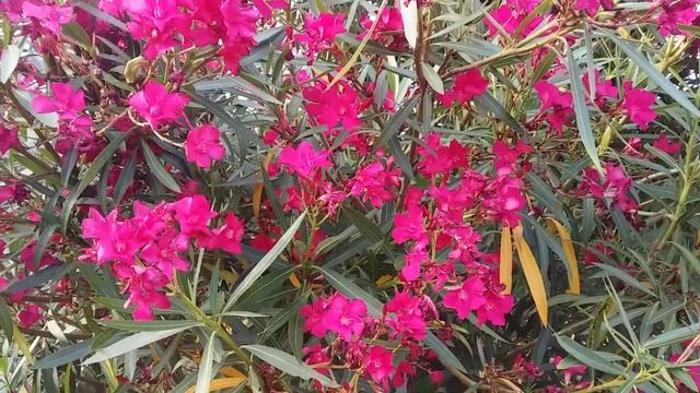 #Олеандр Ядовитый тропический #кустарникнаморе