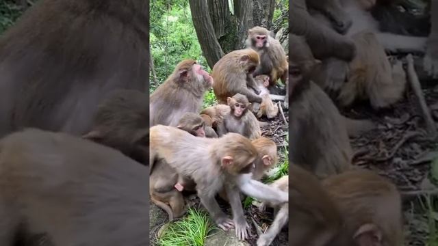 Большая семья обезьян животных для вас смотреть онлайн