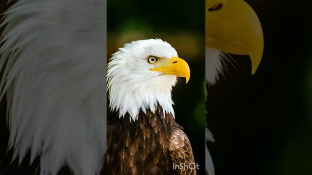 Орлы охотятся на горных козлов, бросая их с обрыва. Интересные факты!!!