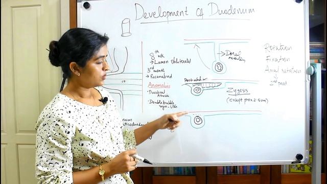 DEVELOPMENT OF THE DUODENUM-DEVELOPMENT OF GIT- PART 5-DR ROSE JOSE MD смотреть онлайн