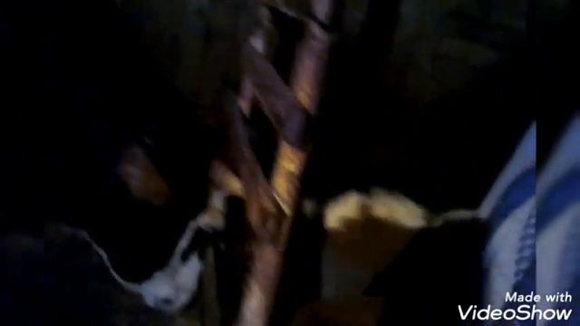 Что нам расскажут кольца на рогах у коровы???? Считаем когда отелится Халва ???? смотреть онлайн