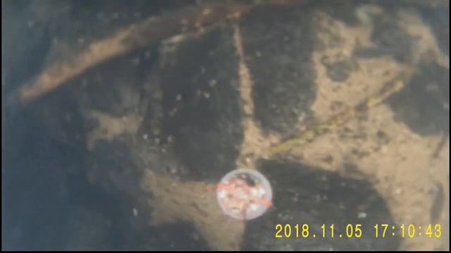 Камера для подводной рыбалки Fishcam DF600 HD смотреть онлайн