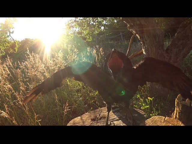 Раздумья у могил актеров КиноДНА. смотреть онлайн